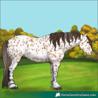 Horse Color:Bay Near Leopard 