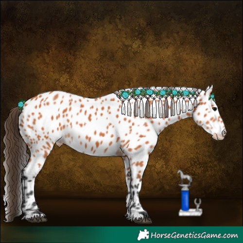 Horse Color:Bay Appaloosa 