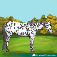 Horse Color:Unknown 