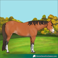 Horse Color:Unknown 