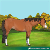 Horse Color:Unknown 