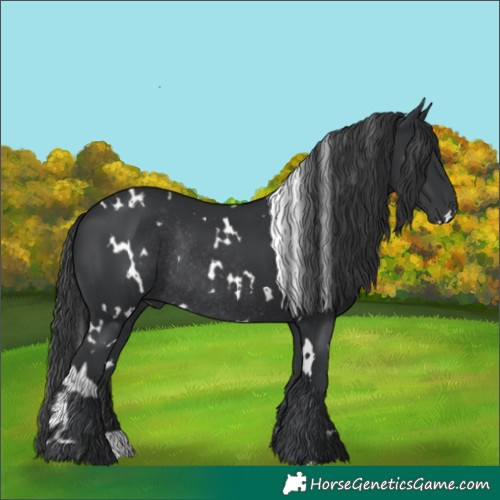 Horse Color:White Spotted Black Rabicano 