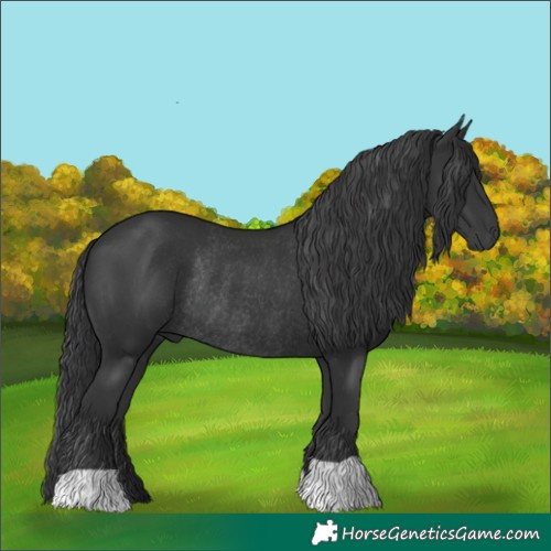 Horse Color:Black Rabicano 
