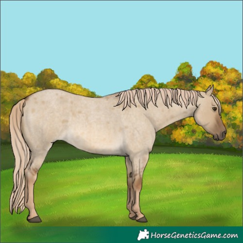 Horse Color:Chocolate Palomino Roan Dun 