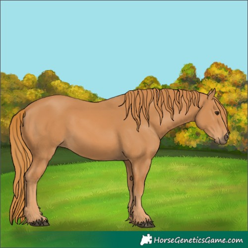 Horse Color:Chestnut Rabicano 