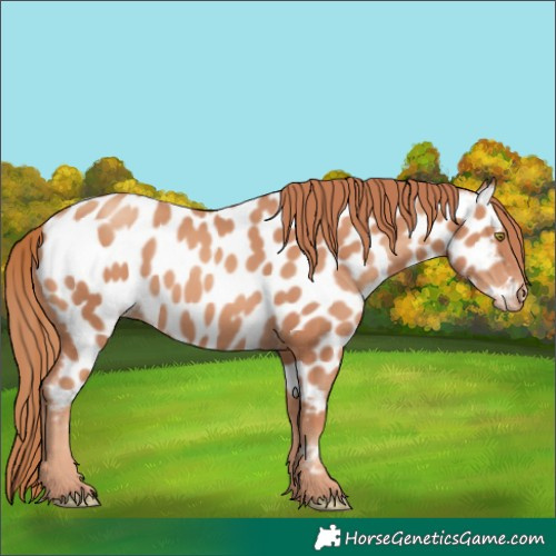 Horse Color:Gold Champagne Appaloosa