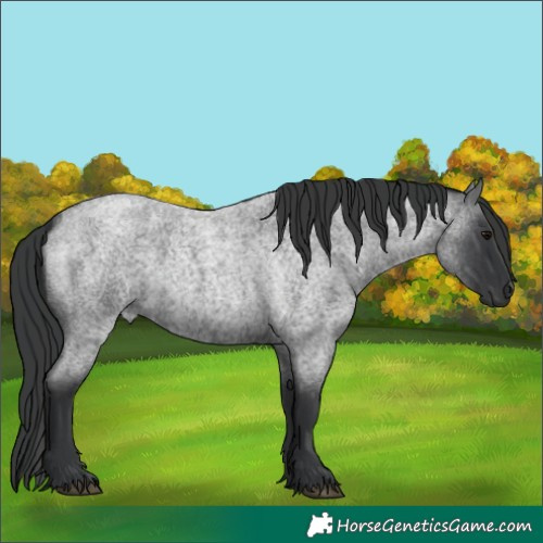 Horse Color:Blue Roan