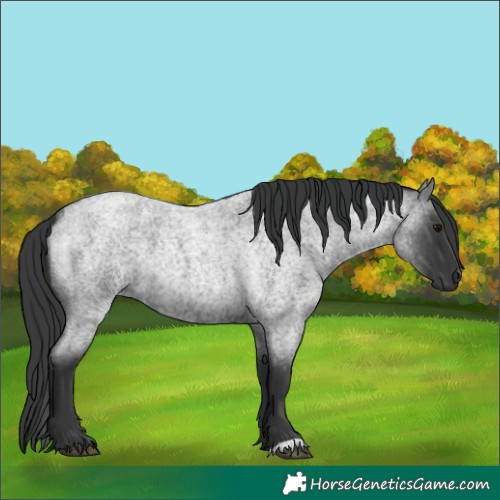 Horse Color:Blue Roan 