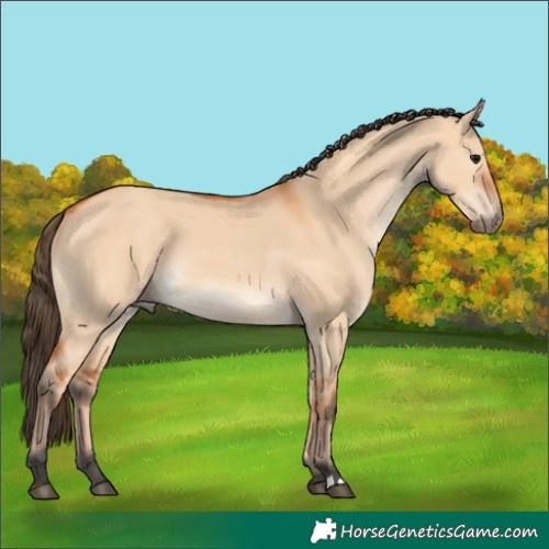 Horse Color:Bay Dun 