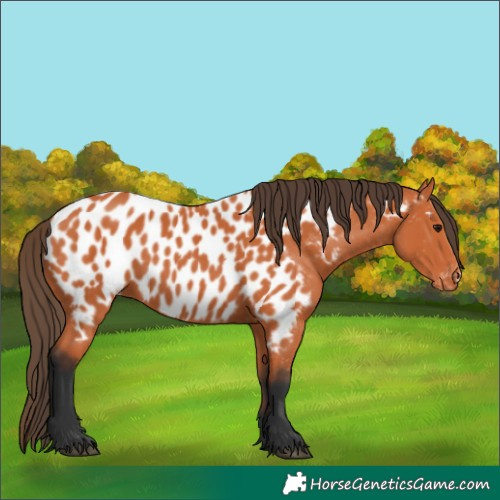 Horse Color:Bay Appaloosa