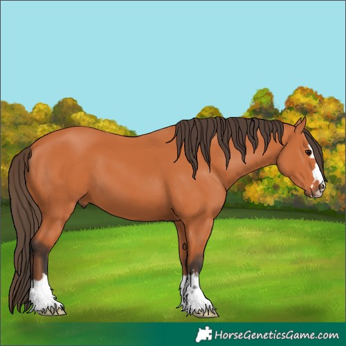 Horse Color:Bay 