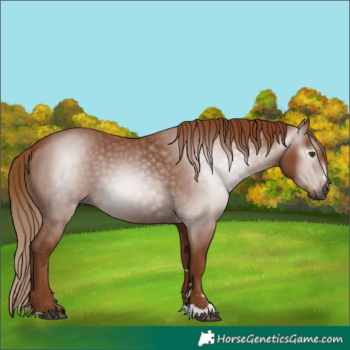 Horse Color:Gray Chestnut 