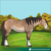 Horse Color:Bay Dun Splash 