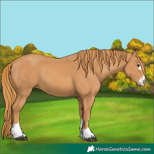 Horse Color:Chestnut 