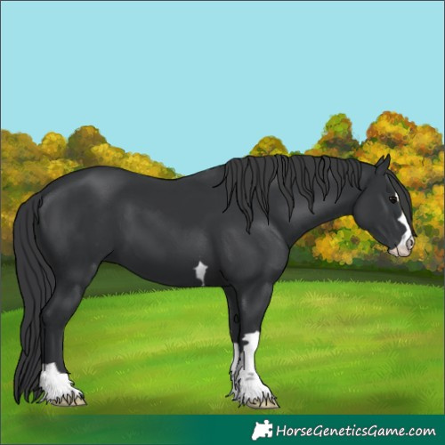 Horse Color:Black 