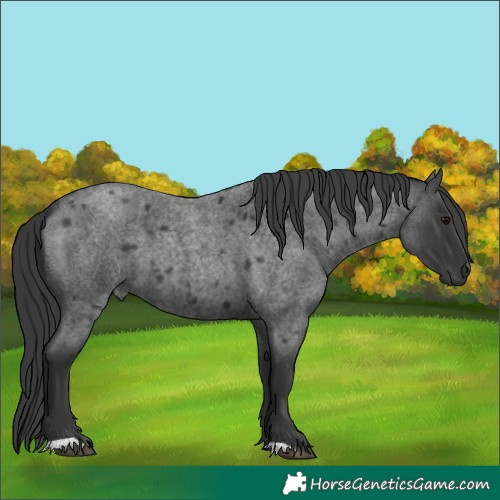 Horse Color:Blue Roan 