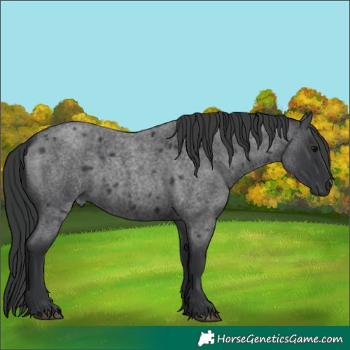 Horse Color:Blue Roan