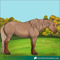 Horse Color:Red Dun 