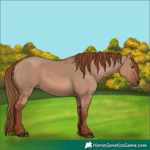 Horse Color:Red Dun 