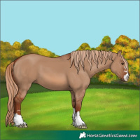 Horse Color:Red Dun 