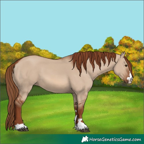 Horse Color:Red Dun
