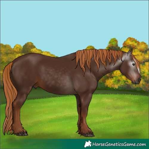 Horse Color:Gray Chestnut