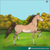 Horse Color:Bay Dun 