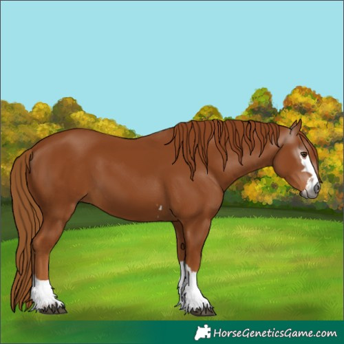 Horse Color:Gray Chestnut 