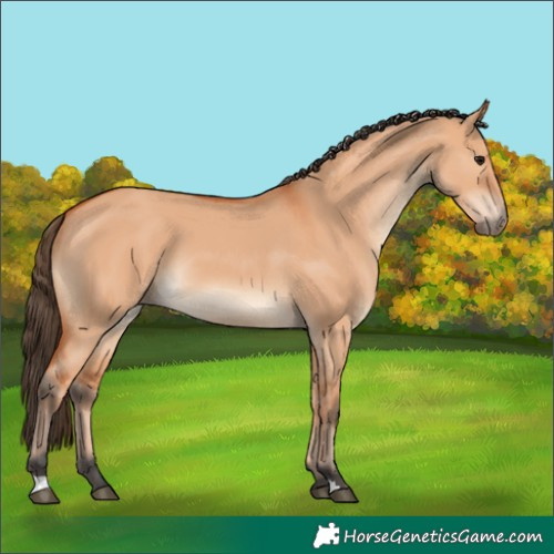 Horse Color:Bay Dun