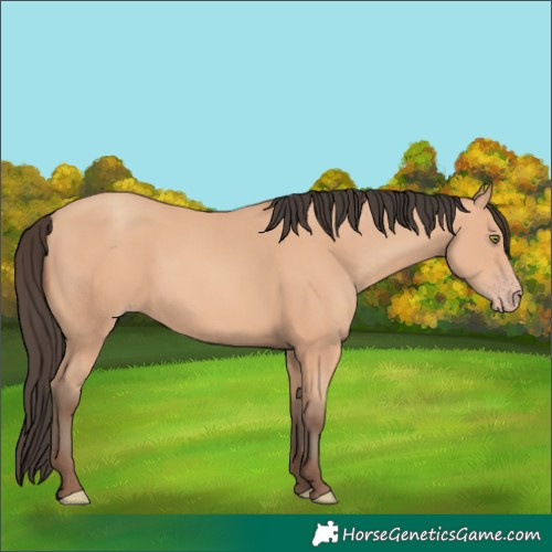 Horse Color:Unknown 