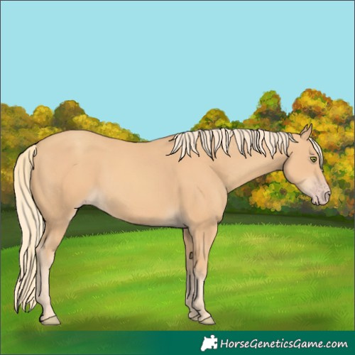 Horse Color:Unknown 