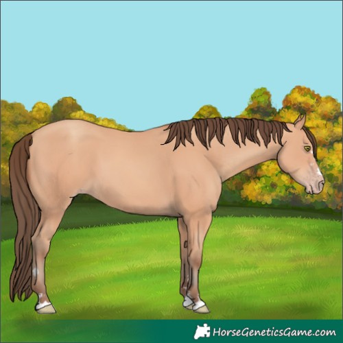Horse Color:Unknown 