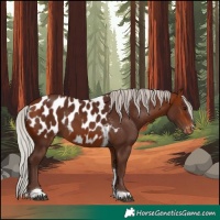 Horse Color:Silver Bay Tobiano Appaloosa 