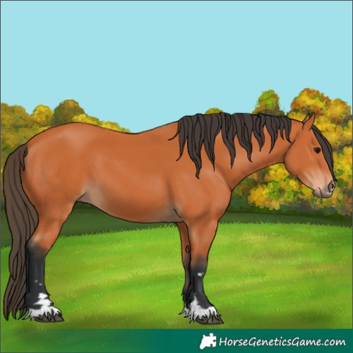 Horse Color:Bay 