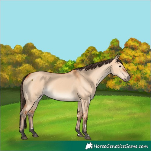 Horse Color:Bay Dun