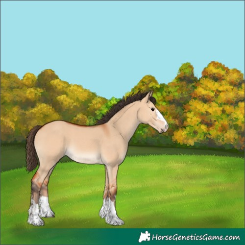 Horse Color:Bay Dun 