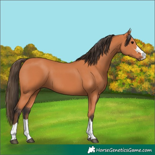 Horse Color:Unknown 