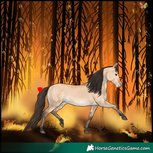 Horse Color:Bay Dun 