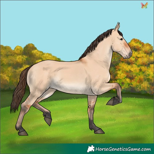 Horse Color:Bay Dun 