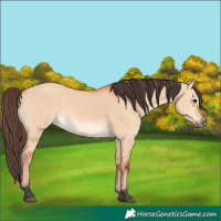 Horse Color:Bay Dun