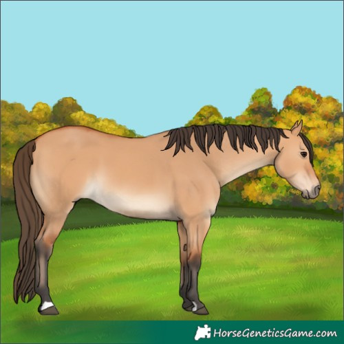 Horse Color:Bay Dun 