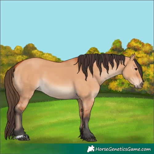 Horse Color:Bay Dun