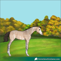 Horse Color:Bay Dun Sabino 