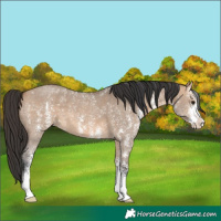 Horse Color:Bay Dun Sabino