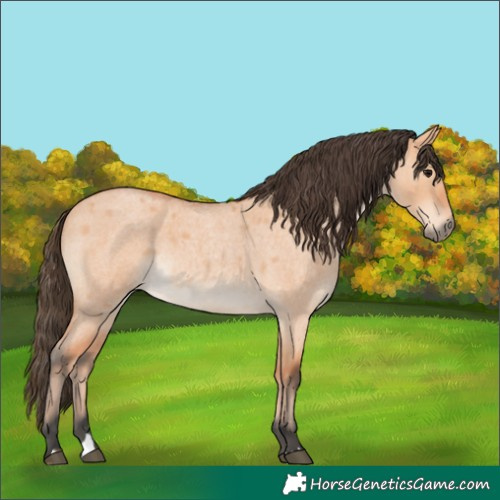 Horse Color:Bay Roan Dun