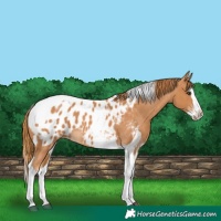 Horse Color:Chestnut Splash Tobiano Blanket