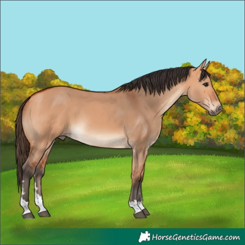 Horse Color:Unknown 