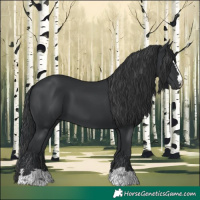Horse Color:Black 
