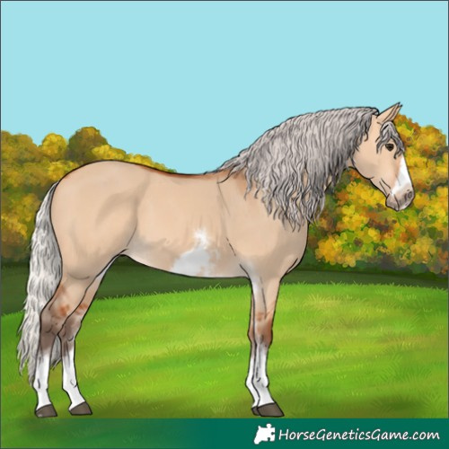 Horse Color:Silver Bay Dun Sabino Tobiano Frame Rabicano 