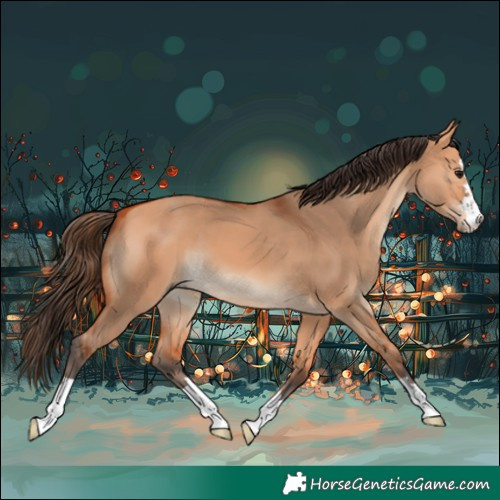 Horse Color:Bay Dun 